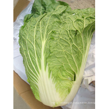 New Fresh Competitive Cabbage (1.5kg)